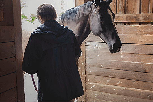 Straight, curved, and loop hoof knives displayed for farrier hoof trimming