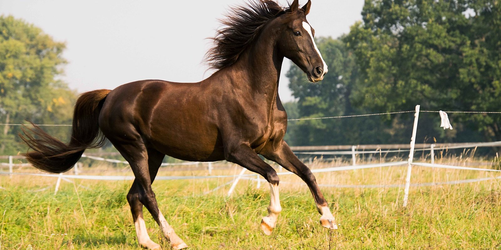 Leather and canvas farrier aprons side by side showing durability and comfort