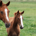 Farrier trimming an overgrown horse hoof step by step