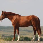 Dull hoof knife blade showing edge wear from improper use