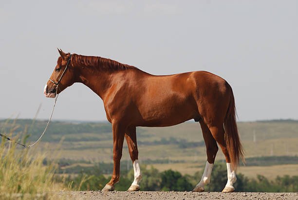 Dull hoof knife blade showing edge wear from improper use