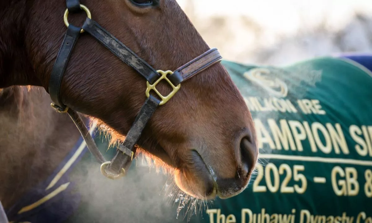 Night of Thunder Crowned 2025 British & Irish Champion Sire