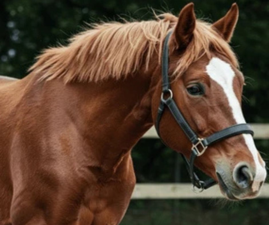Farrier demonstrating correct grip while holding a hoof knife