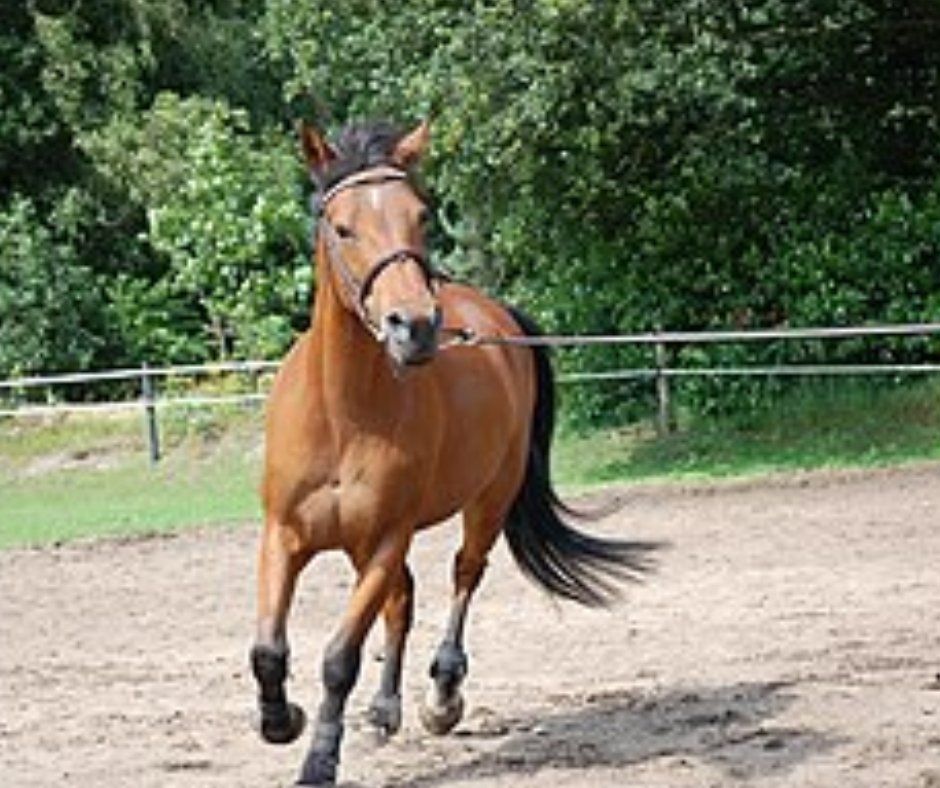 Eco-friendly cleaning of saddle pads and tendon boots using minimal water
