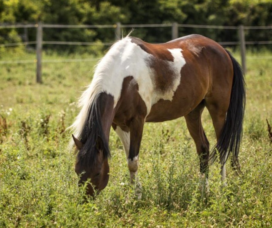 Lightweight breathable farrier apron ideal for summer work
