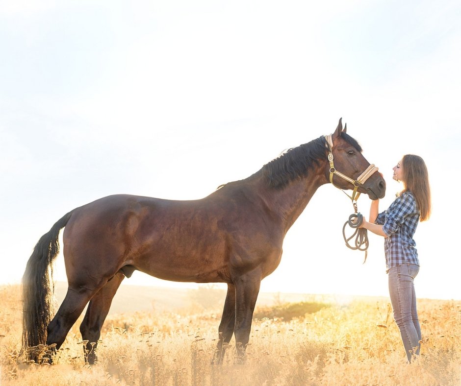 Future-ready farrier apron with smart and sustainable features
