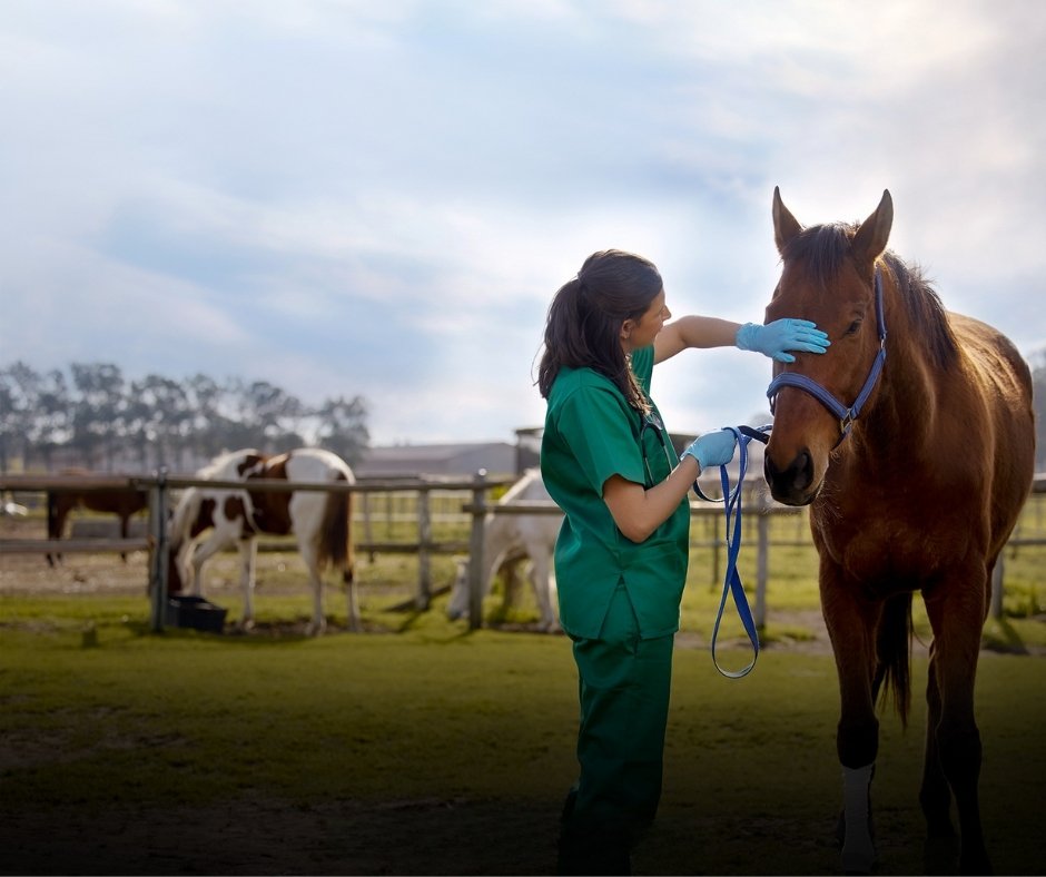 Farrier using nippers and rasp to finish a horse hoof
