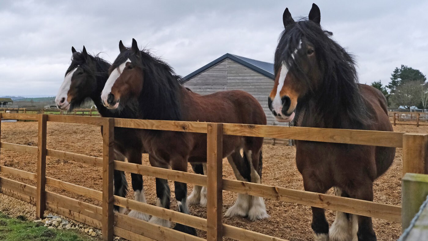 Equine rescue centre caring for rehabilitated horses