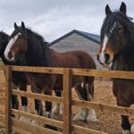 Equine rescue centre caring for rehabilitated horses