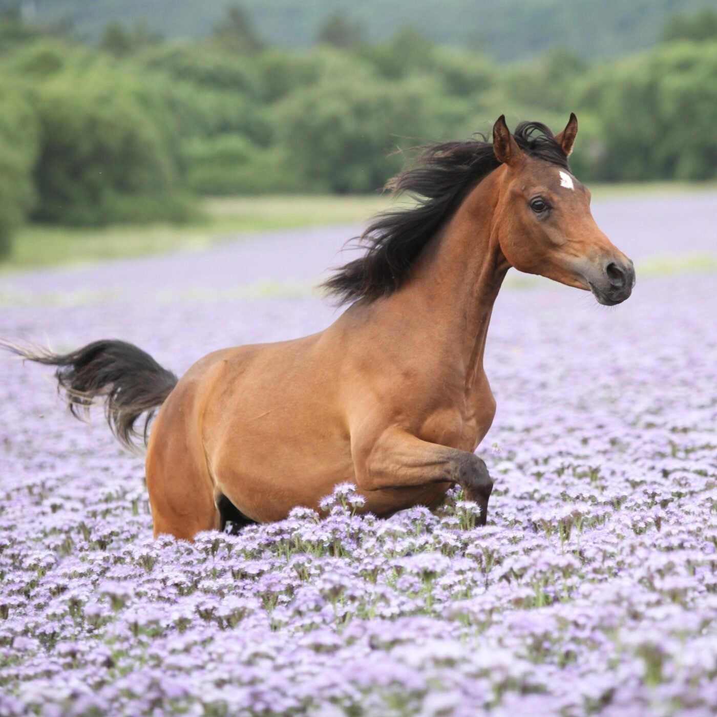 Veterinary performing gastroscopy to diagnose ulcers in a horse