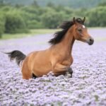 Veterinary performing gastroscopy to diagnose ulcers in a horse