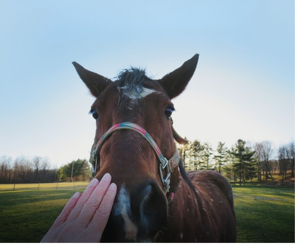 Carbon fiber composite farrier apron panel designed for lightweight protection
