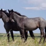 Hypoallergenic farrier apron with soft lining and nickel-free buckles