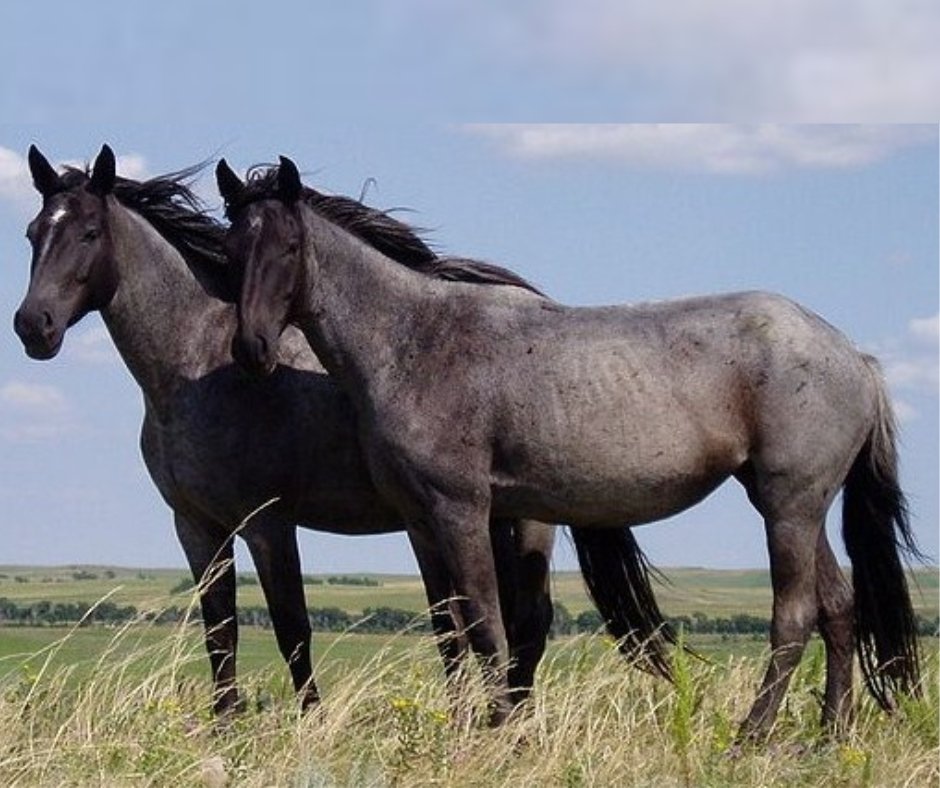 Hypoallergenic farrier apron with soft lining and nickel-free buckles