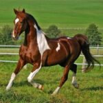 Rescued pony from Spindle Farm enjoying peaceful home