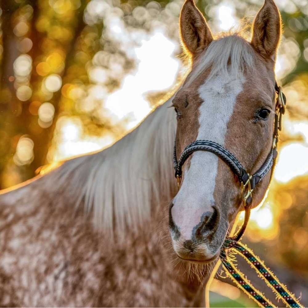 Two mules participating in bloodhounding field sport