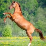 Native Ponies Are Back