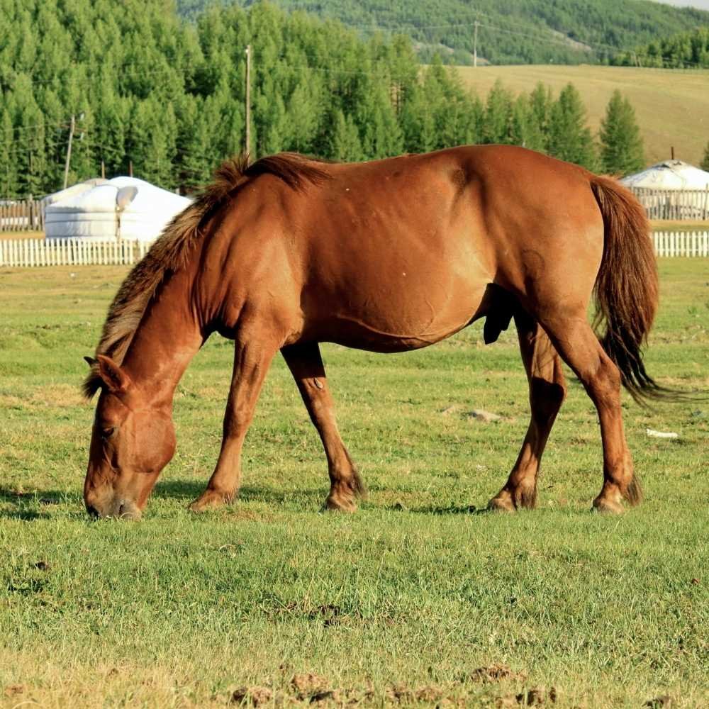 Veterans participating in equine therapy at Royal Windsor Horse Show