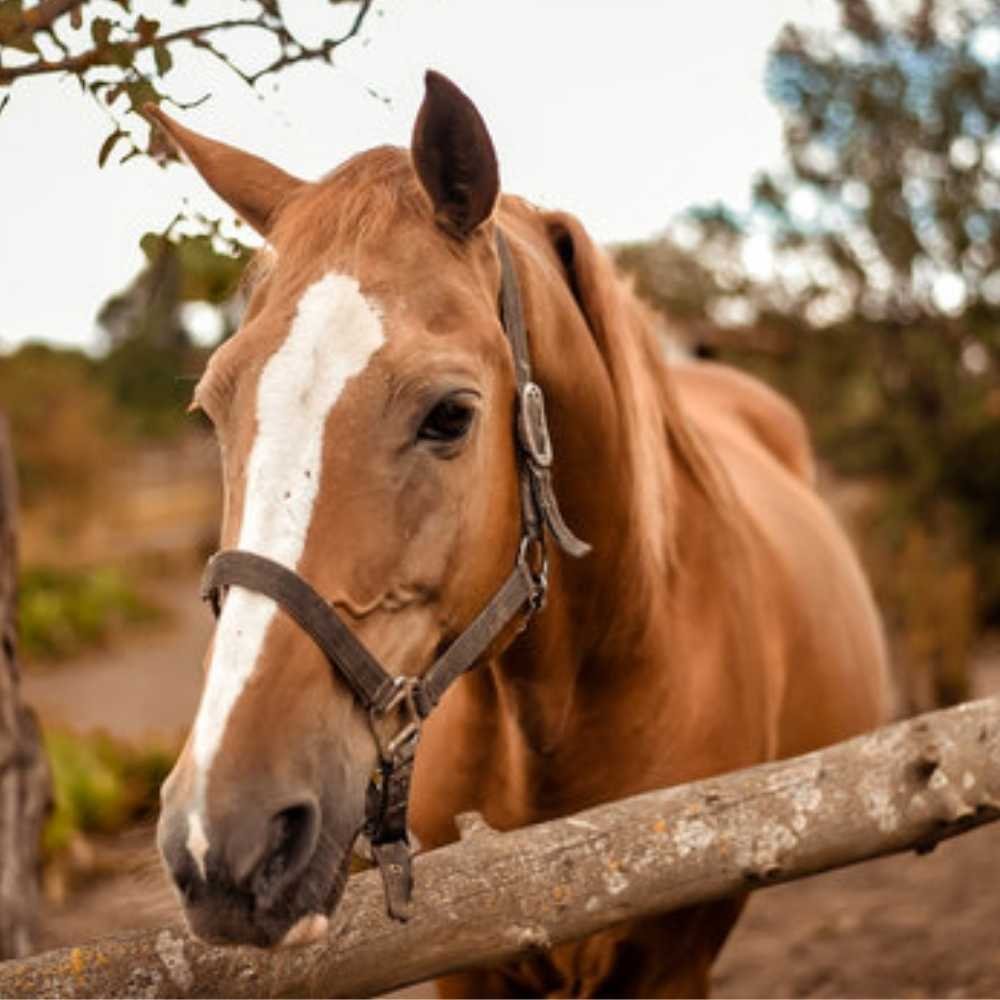 Rider placing a saddle pad correctly with spine clearance under the saddle