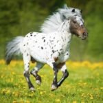 equine gut ecosystem