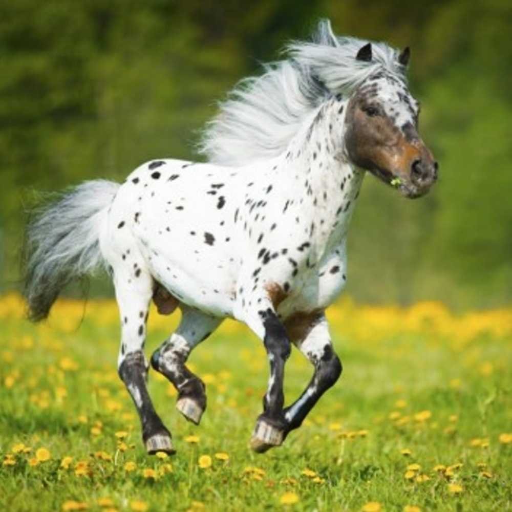 equine gut ecosystem