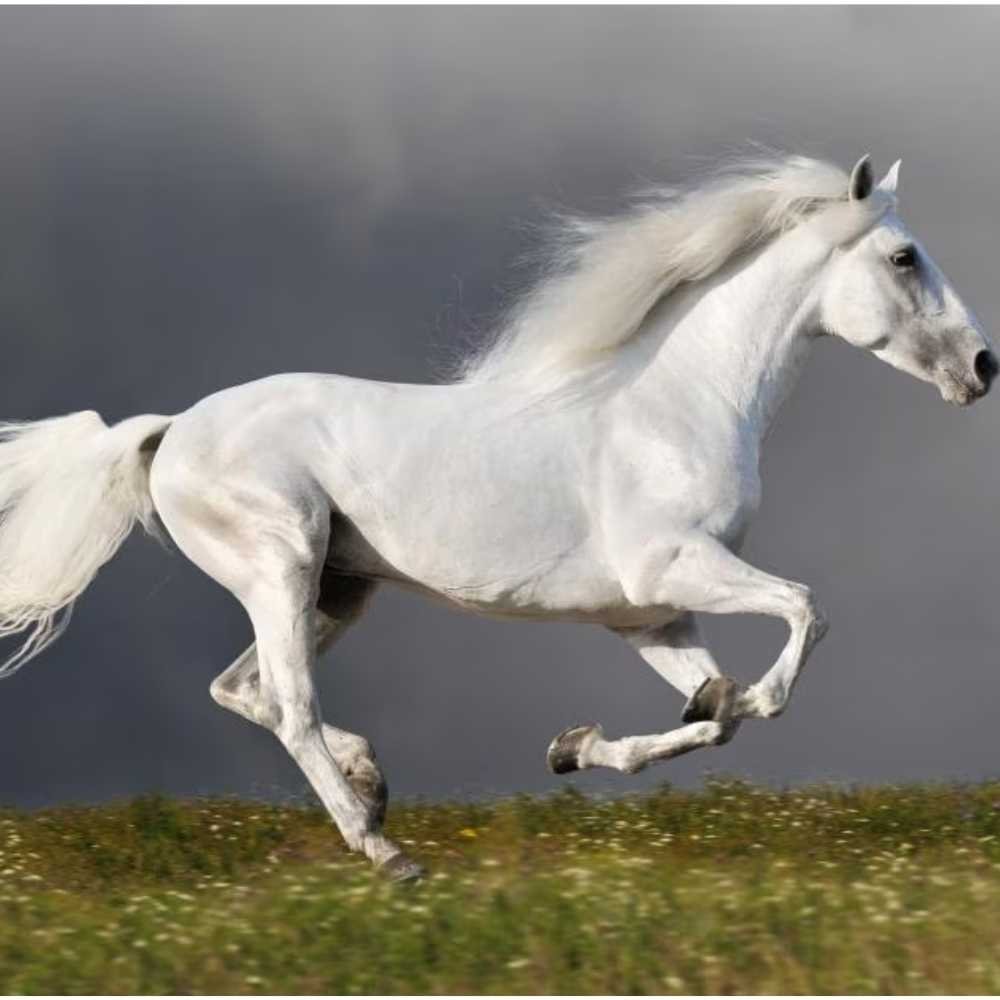 Old horseshoe pullers and clinchers cleaned and prepared for reuse