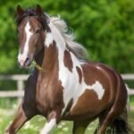 Diagram showing horse intestinal lining and gut barrier function