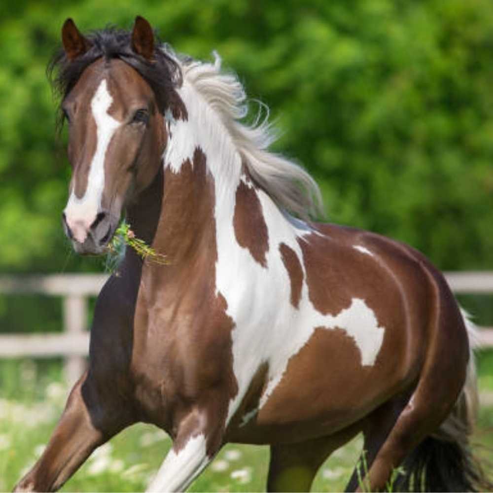 Diagram showing horse intestinal lining and gut barrier function