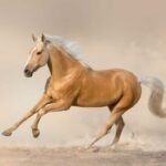 Farrier carefully using a hoof knife on a laminitic hoof for corrective trimming