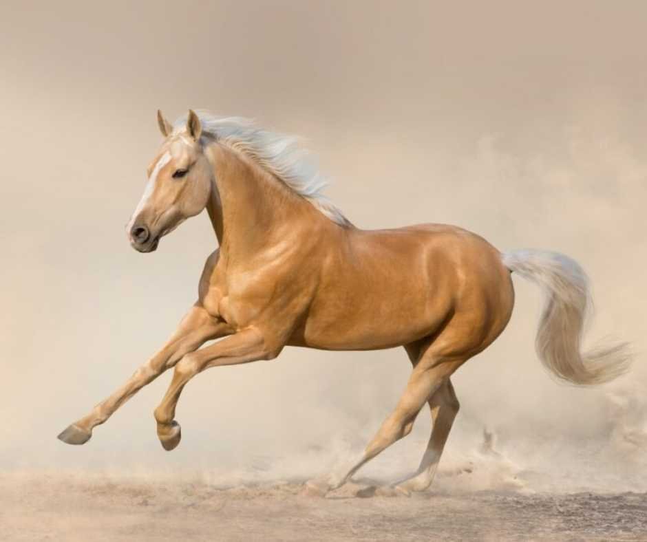 Farrier carefully using a hoof knife on a laminitic hoof for corrective trimming