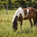 Farrier using a hoof knife to carefully open drainage for a hoof abscess