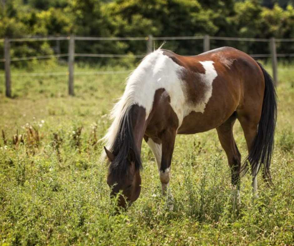 Farrier using a hoof knife to carefully open drainage for a hoof abscess