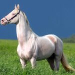 Horse eating hay with a feed bucket showing ulcer prevention feeding routine