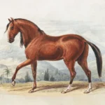 Ferrari Challenge North America – high-speed Ferrari race cars on track