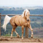 Ballaghmor Class with Oliver Townend at Defender Burghley