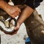 hoof trimming services by professional farrier