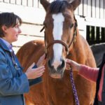 Veterinarian performing a horse vetting process during a pre purchase horse exam