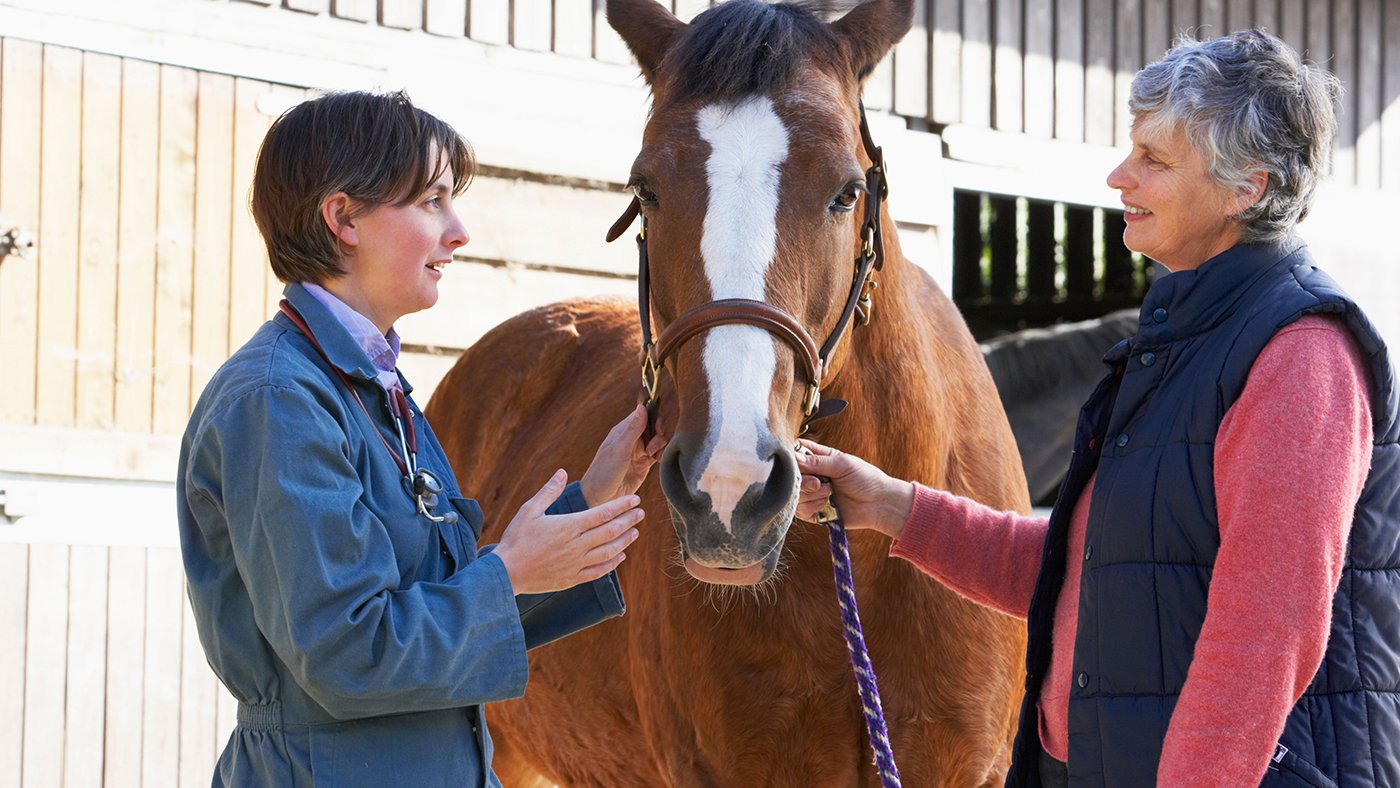 Veterinarian performing a horse vetting process during a pre purchase horse exam