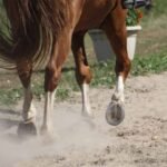 Equine saliva testing for early horse health detection