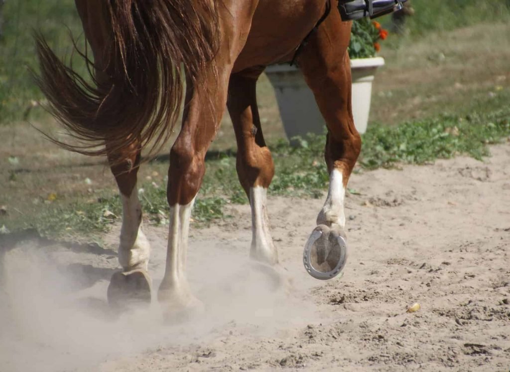 Equine saliva testing for early horse health detection