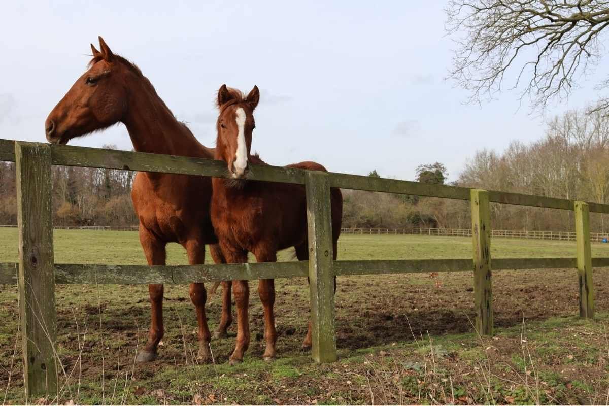 Redwings rescue horses receiving care