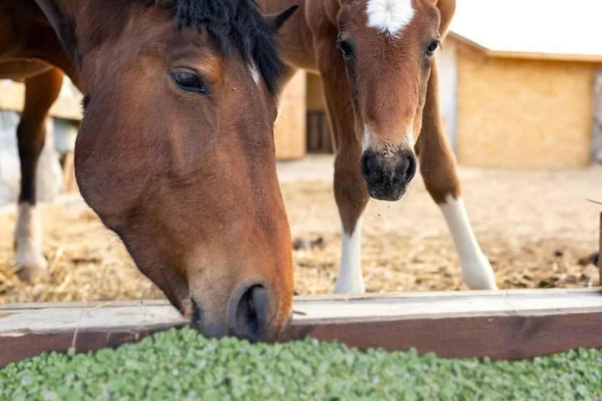 Horse eating alfalfa hay before exercise to buffer stomach acid