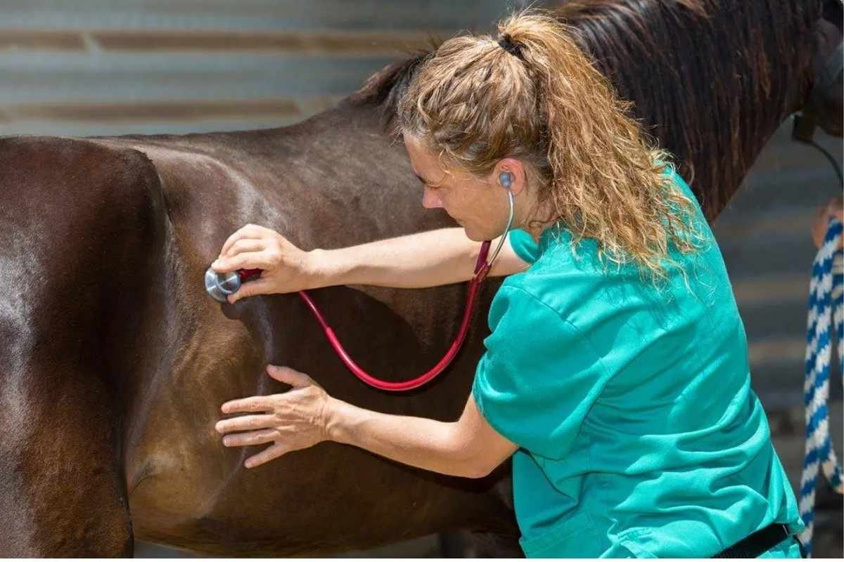 Horse affected by hindgut acidosis due to grain overload