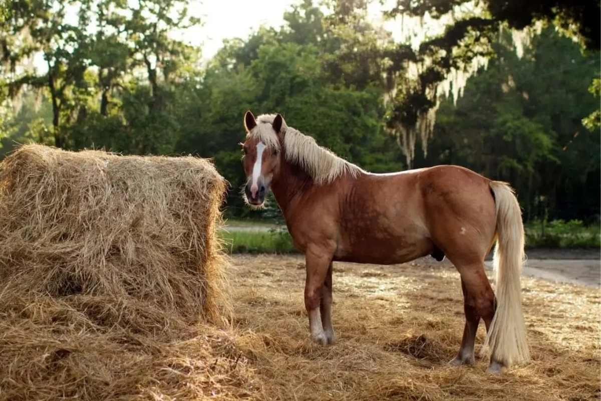 Horse eating forage hay to support gut health and digestion