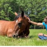 Horse showing signs of free fecal water syndrome related to hindgut imbalance
