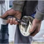 Farrier using ergonomic hoof knife for precise and comfortable hoof trimming