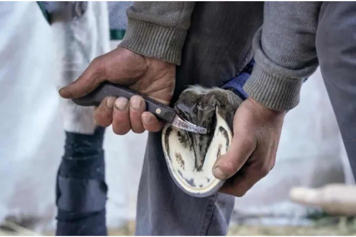 Farrier using ergonomic hoof knife for precise and comfortable hoof trimming