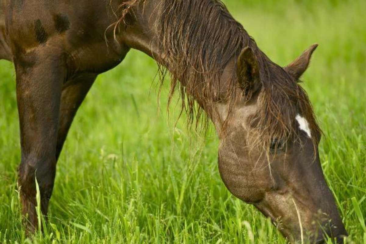 Horse eating forage to support hindgut health and prevent colic