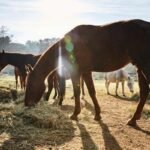 Horse consuming yeast culture supplement for improved digestion