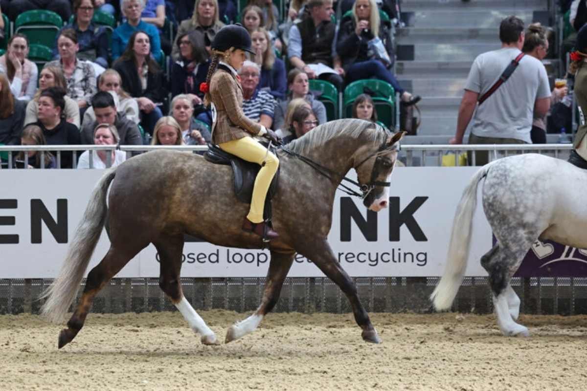 Ridden Partbred Pony Championship HOYS 2026 rider competing with pony